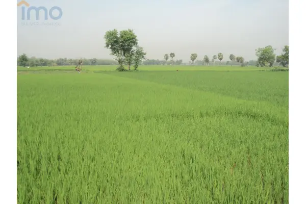 lubelskie, łukowski, Krzywda, Drożdżak, Działka pod inwestycje